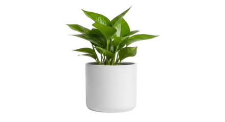 a green indoor plant in a white pot isolated on a transparent background. Ideal for home decor, interior design, houseplants, and lifestyle concepts.