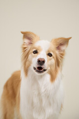White and red Border Collie looks up with mouth open. Soft cream backdrop and centered head.