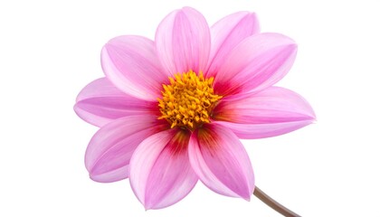 A single dahlia flower, blooming, soft pink gradient on petals, centered gold stamen, against a pure white background