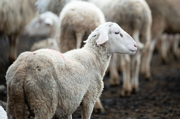 White sheep stand amidst a herd in a pastoral landscape at dawn, embodying the tranquility of rural life and the beauty of nature's simplicity