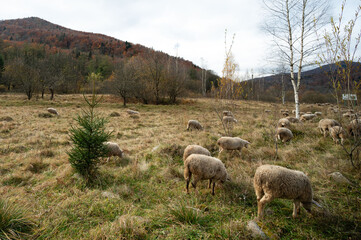 Obraz premium Grazing sheep peacefully roam a lush green meadow surrounded by autumn foliage on a tranquil hillside during a crisp afternoon