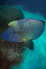 Majestic Napoleon wrasse gliding above tropical coral reef