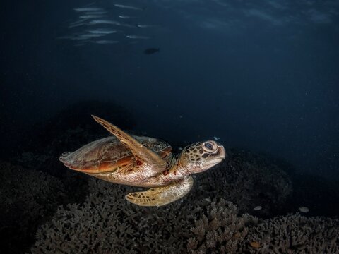 tourtle Australia diving great coral reef