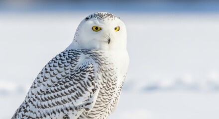Fototapeta premium Snowy owl perched on snow-covered ground in winter scenery with calm light