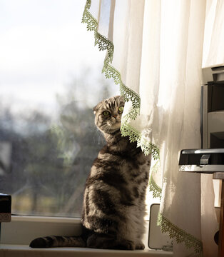 cat on the window