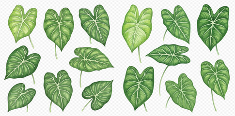 Collection of various green tropical plant leaves with distinct vein patterns on a transparent background.