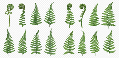 Collection of fern fronds in various stages of unfurling, isolated on a transparent background. © Akun