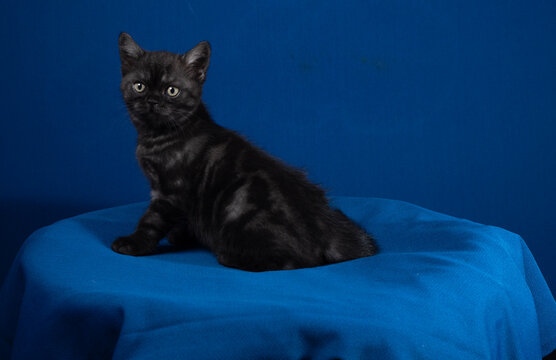 The image of shows a beautiful Skottish kitten.
