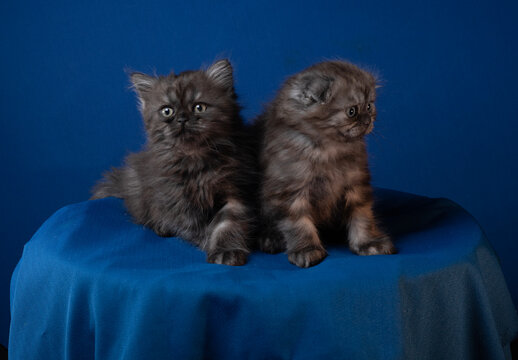 The image of shows a beautiful Skottish kittens.