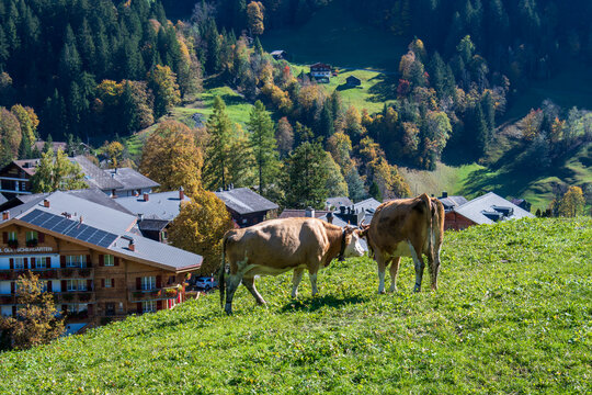 Beautiful village of Grindelwald, Switzerland