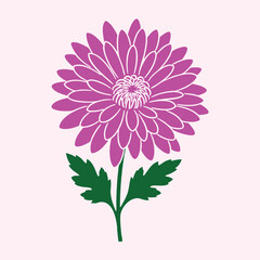 Vibrant pink chrysanthemum flower illustration with green stem and leaves