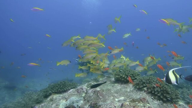 a pack of Yellow snappers swim together in the blue water, in slow-motion, cinematic, high resolution