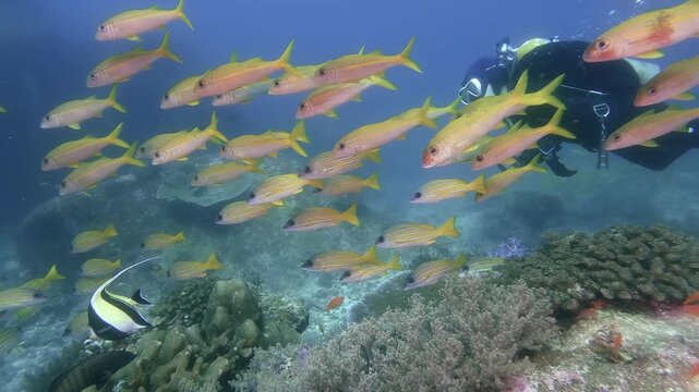 a pack of Yellow snappers swim together in the blue water, in slow-motion, cinematic, high resolution