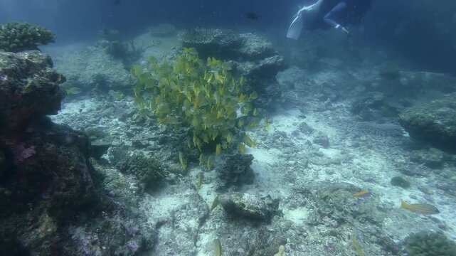 a pack of Yellow snappers swim together in the blue water, in slow-motion, cinematic, high resolution