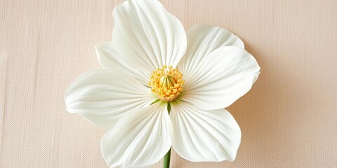 Obraz premium Large white flower with prominent petals, softly rendered on a beige canvas, fine art, design element