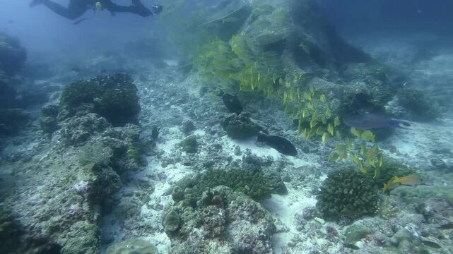 a pack of Yellow snappers swim together in the blue water, in slow-motion, cinematic, high resolution