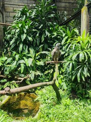 An owl with striking eyes sits on a tree branch, surrounded by lush green plants and a brick wall, likely in an aviary or protected habitat.