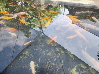 A clear pond filled with numerous orange and white koi fish swimming amidst reflections of trees and some aquatic plants.