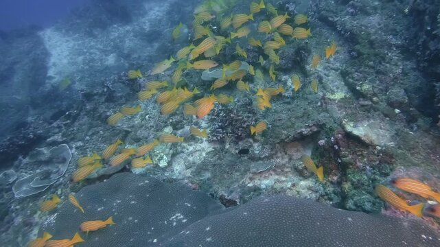a pack of Yellow snappers swim together in the blue water, in slow-motion, cinematic, high resolution