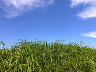 除草されてもすぐに生えてくる秋の放水路土手のセイバンモロコシの若葉