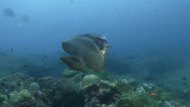 a spadefish in the cleaning station, in slow-motion, cinematic, high resolution