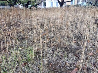 除草剤で枯らされた野原の韮の花
