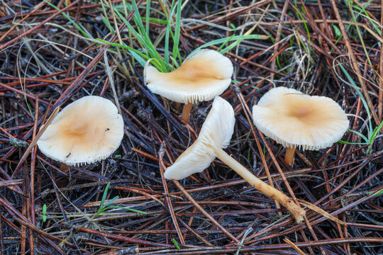 Collybia dryophila or dryophilus. Oak Collybia mushrooms, found among pine needles.