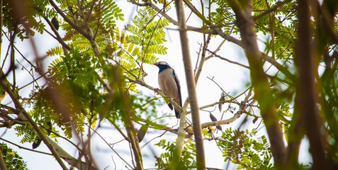 A small bird perched on a tree branch surrounded by bright green leaves in a natural outdoor environment, captured with soft light and vibrant colors.