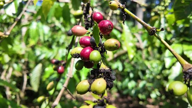 coffee plant tree