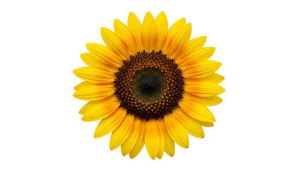 Bright yellow bloom of a large flowering plant centered against a deep black background