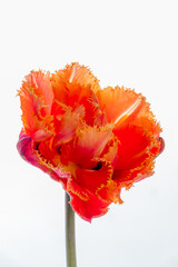 A striking tulip stands tall, showcasing its vibrant orange and red frilled petals in full bloom