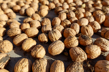 Walnuts are dried in the sun. Close-up