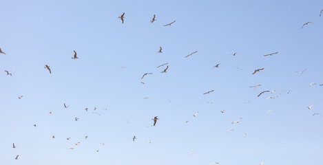 Obraz premium A flock of birds flying in the sky