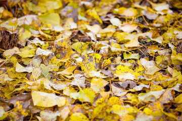 A pile of yellow leaves on the ground