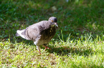 A pigeon is walking on the grass