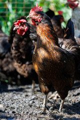 A chicken is standing in a muddy field