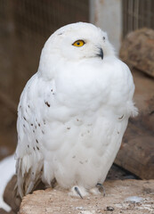 Obraz premium A white owl with yellow eyes is sitting on a rock