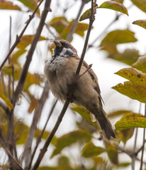 A bird is sitting on a branch
