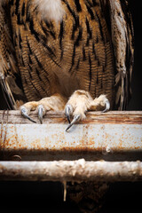 A bird with long claws is standing on a wooden post