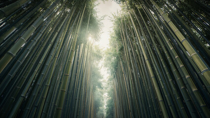 Lush Green Bamboo Forest with Sunlight Streaming Through Canopy