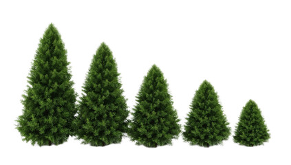 A realistic image featuring five vibrant evergreen trees, arranged in a descending height sequence, showcasing lush green foliage and conical shapes, isolated on a white background