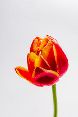 A striking tulip with red and orange petals stands tall, showcasing its beauty in gentle light