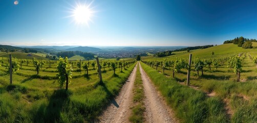 Vineyard rows lead down a dirt road toward a distant town under a bright sunny sky with blue sky. Green grass covers rolling hills and fields. Vineyard landscape in Lower Austria.