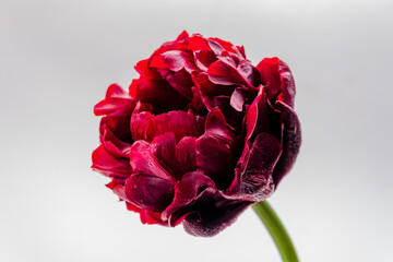 A stunning red tulip showcases its rich color and intricate petals against a soft backdrop
