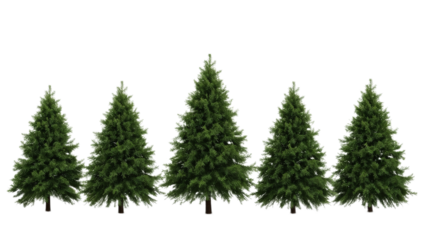 Row of evergreen trees with pointy tops creates a natural Christmas forest landscape