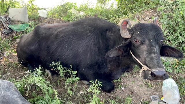 Resting Water Buffalo in Countryside italian mediterranean buffaloes and Murrah buffalo Rural Livestock Photography