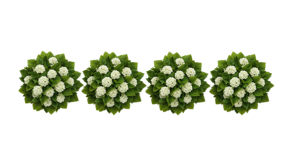 Four identical spherical floral arrangements, white flowers, green leaves, aligned in a pristine row on a clean white background, elegant, symmetrical