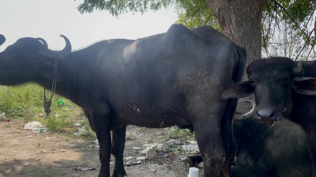 Resting Water Buffalo in Countryside italian mediterranean buffaloes and Murrah buffalo Rural Livestock Photography