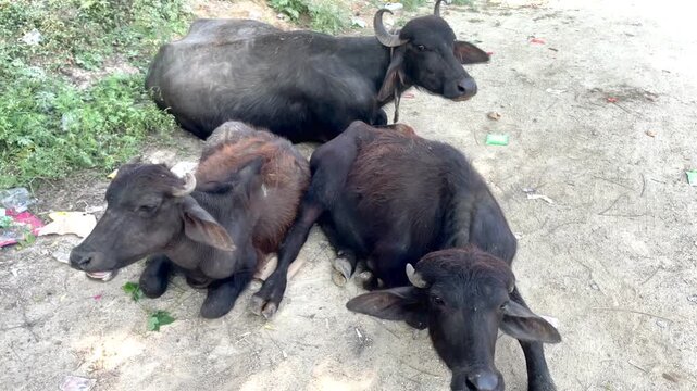 Resting Water Buffalo in Countryside italian mediterranean buffaloes and Murrah buffalo Rural Livestock Photography