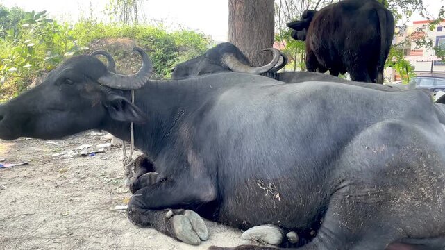 Resting Water Buffalo in Countryside italian mediterranean buffaloes and Murrah buffalo Rural Livestock Photography